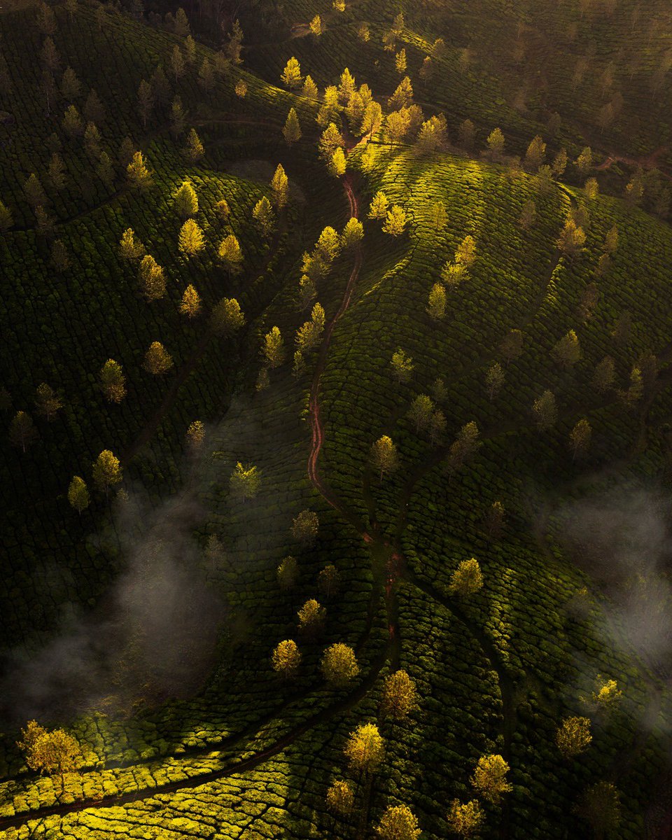 This week, <a href="/Jidhunmg/">Jidhun.eth 🦉</a> brings tea plantations to your wallet. 

With <a href="/drip_haus/">DRiP 💧</a>’ new 'secure' model these can be secured to your wallet if you have subscribed to our creator page. 

Details👇🏾