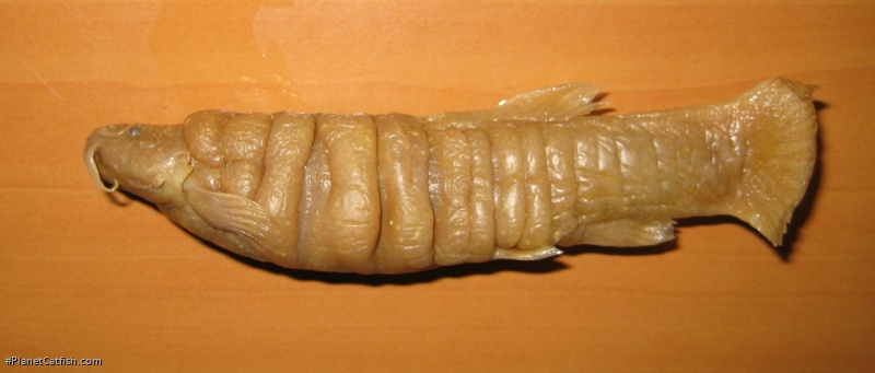 WomanDefiner's tweet photo. There is an extinct catfhish from Columbia that was so Oily, and fatty it could be used as a torch. It hasn't been seen since 1957 and is thought to have gone extinct from rainbow trout released into its habitat for sport.

Meet the Fat Catfish. https://t.co/bOtZ3Ikfqy
