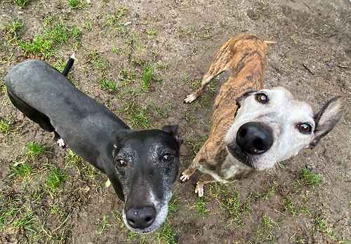 Please retweet to help Fushia and Bamboo find a home together #EDENBRIDGE #KENT #UK AVAILABLE FOR ADOPTION, REGISTERED BRITISH CHARITY ✅ Lovely pair who have been neglected in the past. They are craving for lots of TLC so they are desperate for a new home. Male/female 6yrs+…
