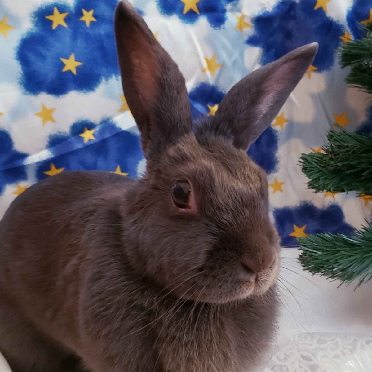 ADailyViolet1's tweet photo. Violet's human here - Thank you to everyone for your good wishes! Her surgery went fine and she is starting to come around. She should be ready to come home in a couple of hours 💜💜💜 #BossBun https://t.co/b7qGyy0j43
