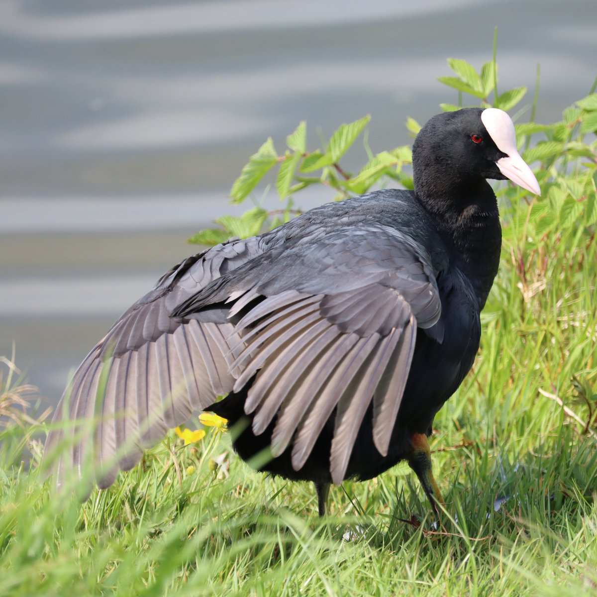 Coot Fulica atra Cearc cheannann Lots of birdlife on the lake in LHDParklands in #Newbridge including the #Coot family - in Irish Cearc cheannann (the hen with a blaze on its forehead Feeds mainly on plants around the lake, also feeds on seeds, insects, algae & small fish.