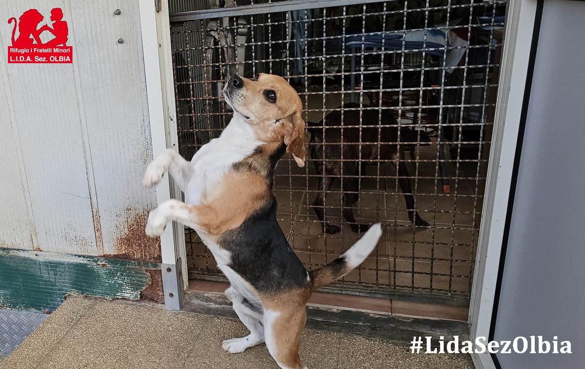 Olbia, 09.05.2024
Ma veramente vi siete tutti dimenticati di Nico? E' passato quasi un anno dal suo arrivo al rifugio ed oggi è un cane irriconoscibile, felice come pochi.
Nonostante tutto quello che ha subito è un cane solare, sempre pronto a farci tante feste come a volerci