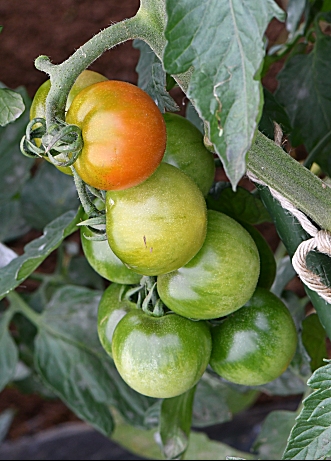 おはよーです…(^^♪
別府の朝です。。。
今朝はトマト…🍅😋
家庭菜園でもポピュラーな作物なので、ご存知の方も多いと思います…(^_^;)
#野菜の花