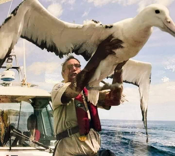 GustavoAdolf_'s tweet photo. Los albatros desde que nacen, pasan seis años sin siquiera pisar tierra, Su vida es una aventura constante sobre las olas, donde el océano es su único hogar. Cuando finalmente deciden aterrizar, no es para descansar, sino para aparearse. Pero lo más impresionante de este majestuoso animal es que el albatros puede circunnavegar el globo en solo 46 días.