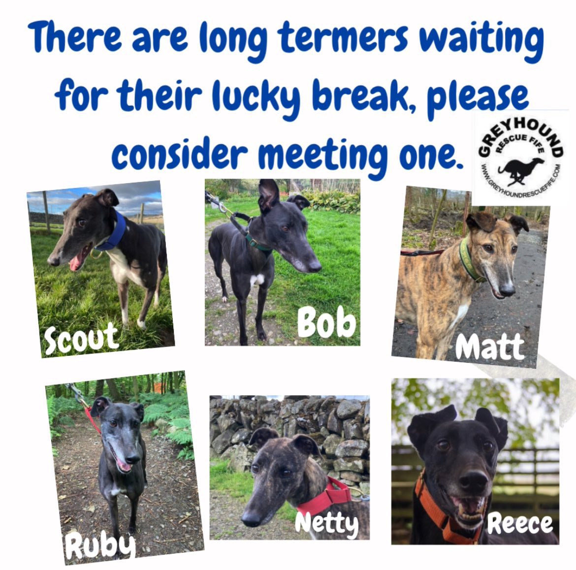 #forgottensoulshour abundance of beauties all ready and waiting on fabulous forever homes plz RT #TeamZay @GreyhoundRFife