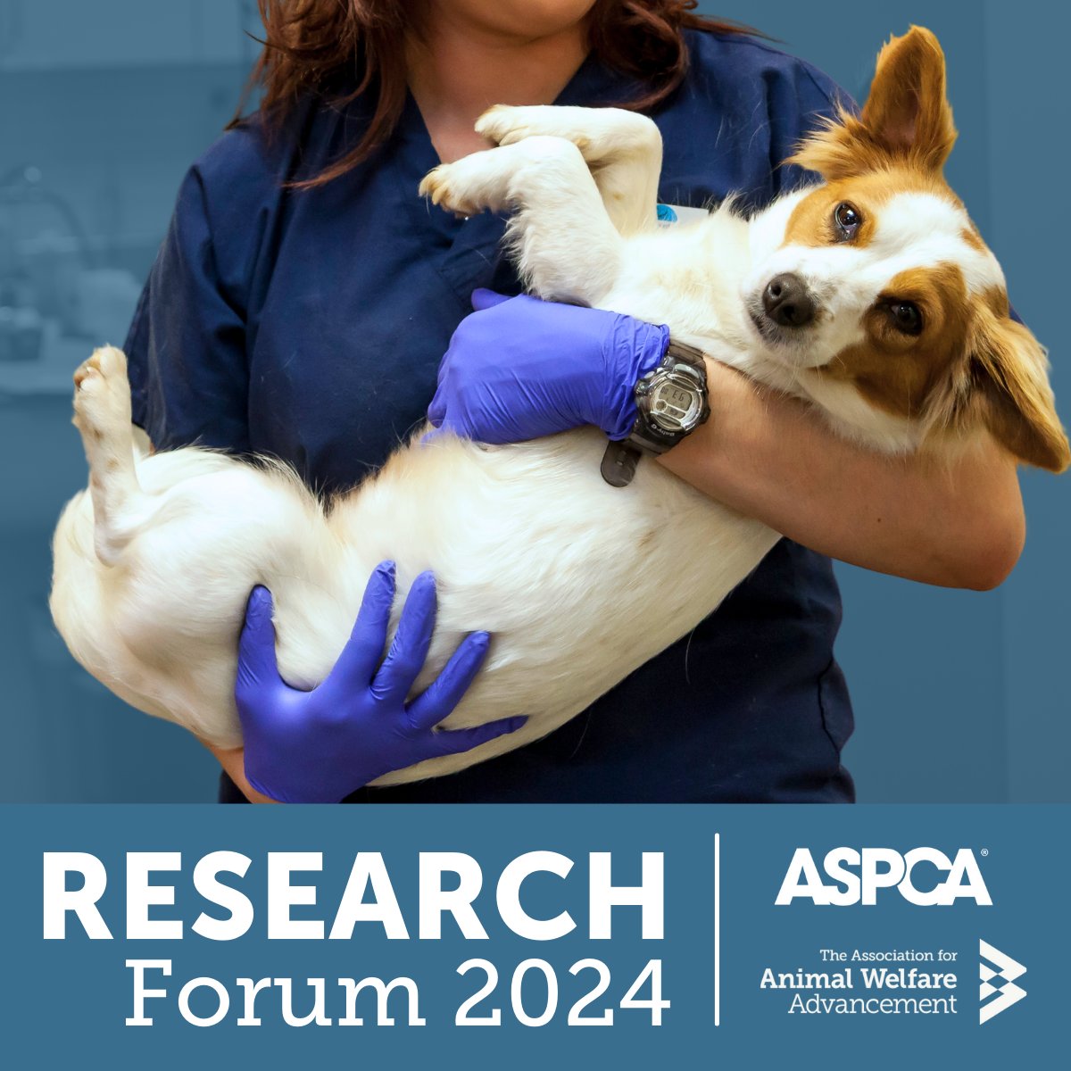 Are you an #animalwelfare professional with research to share? 💡 You are invited to present at the 2024 @ASPCA-AWAA Research Forum. We are excited to welcome speakers at this unique event. #CareerOpportunity #VetMed #Apply to present by June 30. 👇 airtable.com/appBjr3SoRaDhz…