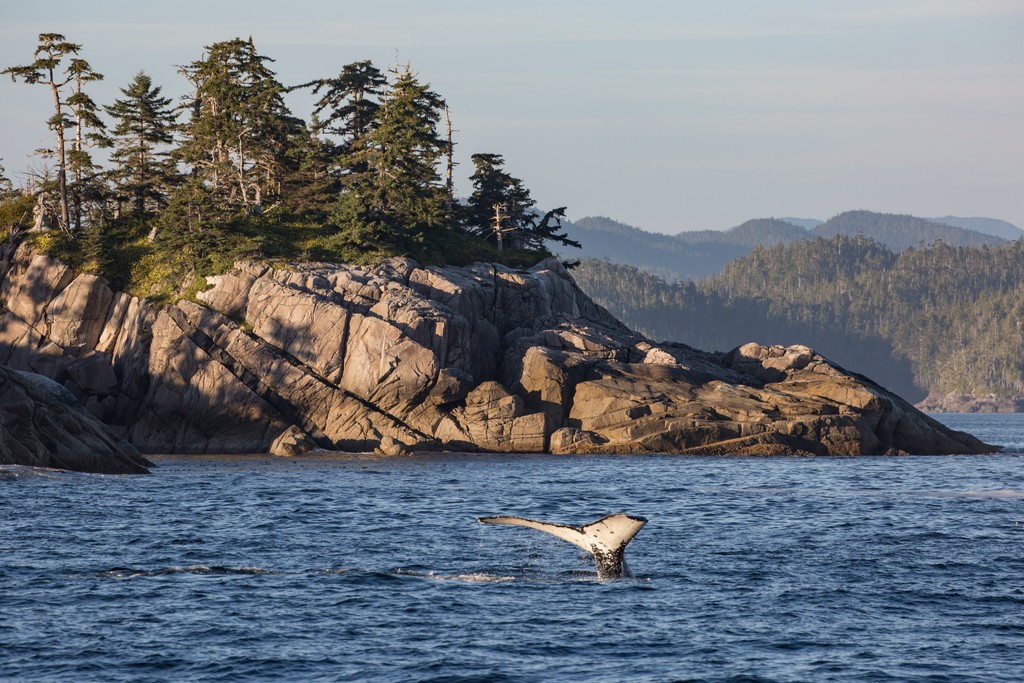 Learn how whales keep our ocean flourishing: sealegacy.org/the-whale-pump… 📸 by @cmittermeier #nature #whale #ocean