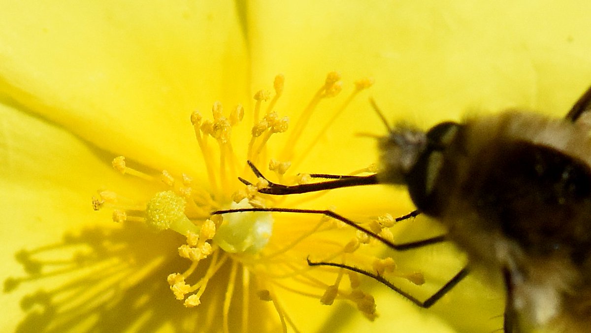 Hace años pensaba que los Bombylius solo toman néctar de las flores. Error. Comen también mucho polen. Abren y cierran a gran velocidad el extremo de la probóscide 'ordeñando' las anteras y tragando los granos. B. fuliginosus recolectando en Helianthemum apenninum. Foto 1/2500 s
