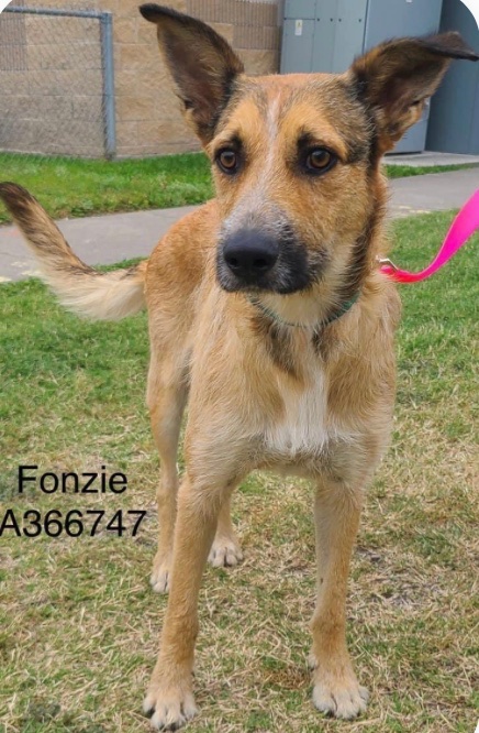 FROZIE #A366747 is listed to 💉 #CorpusCorpus Tx 5/13 his owners took him to be 💉 they don’t careless about this poor little dog age 1yo 6months plz #PLEDGE #RESCUE #FOSTER, #ADOPT, FROZIE so afraid at the kill shelter his desperately trying to be brave to rescue FONZIE 👇