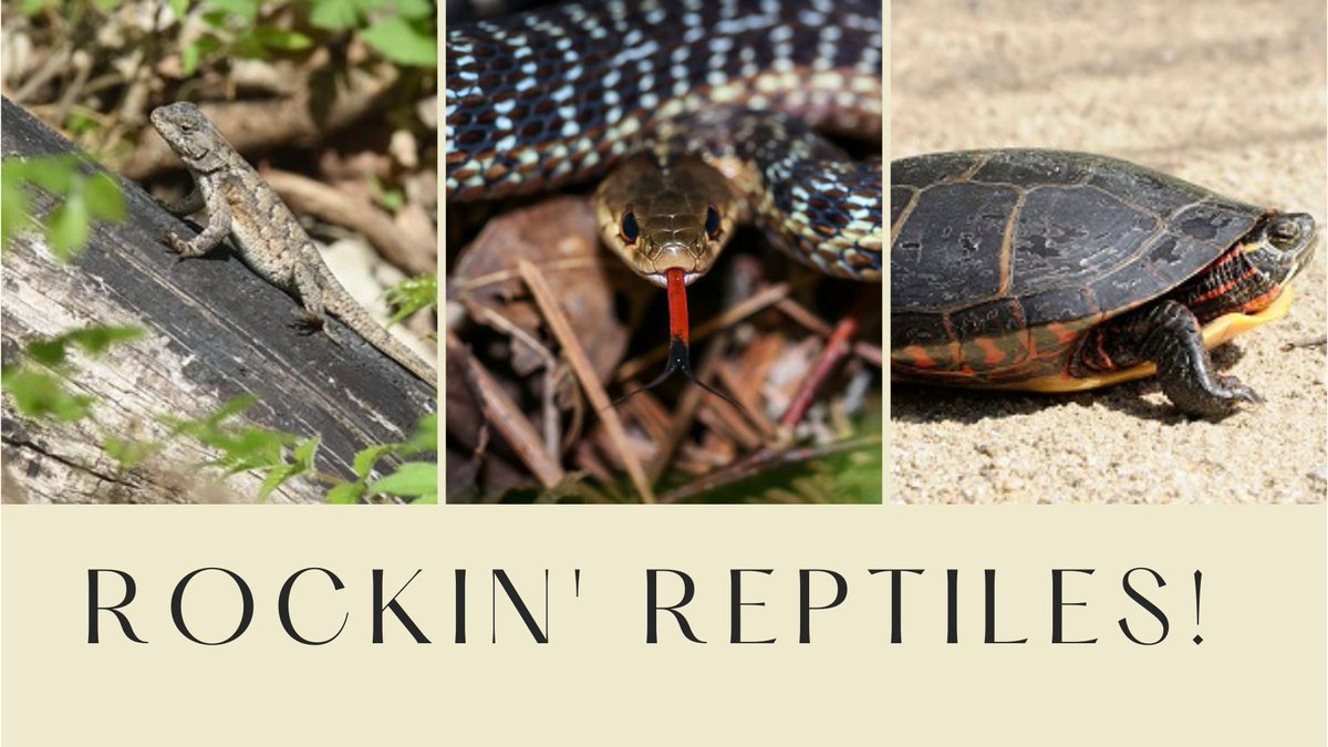 Visit Marshlands Conservancy, Saturday, May 11 from 1 p.m. to 2:30 p.m. for its Rockin' Reptiles program to see snakes, turtles, lizards, and more up close! Presented by Anthony Cogswell and Sponsored by the Friends of Marshlands.