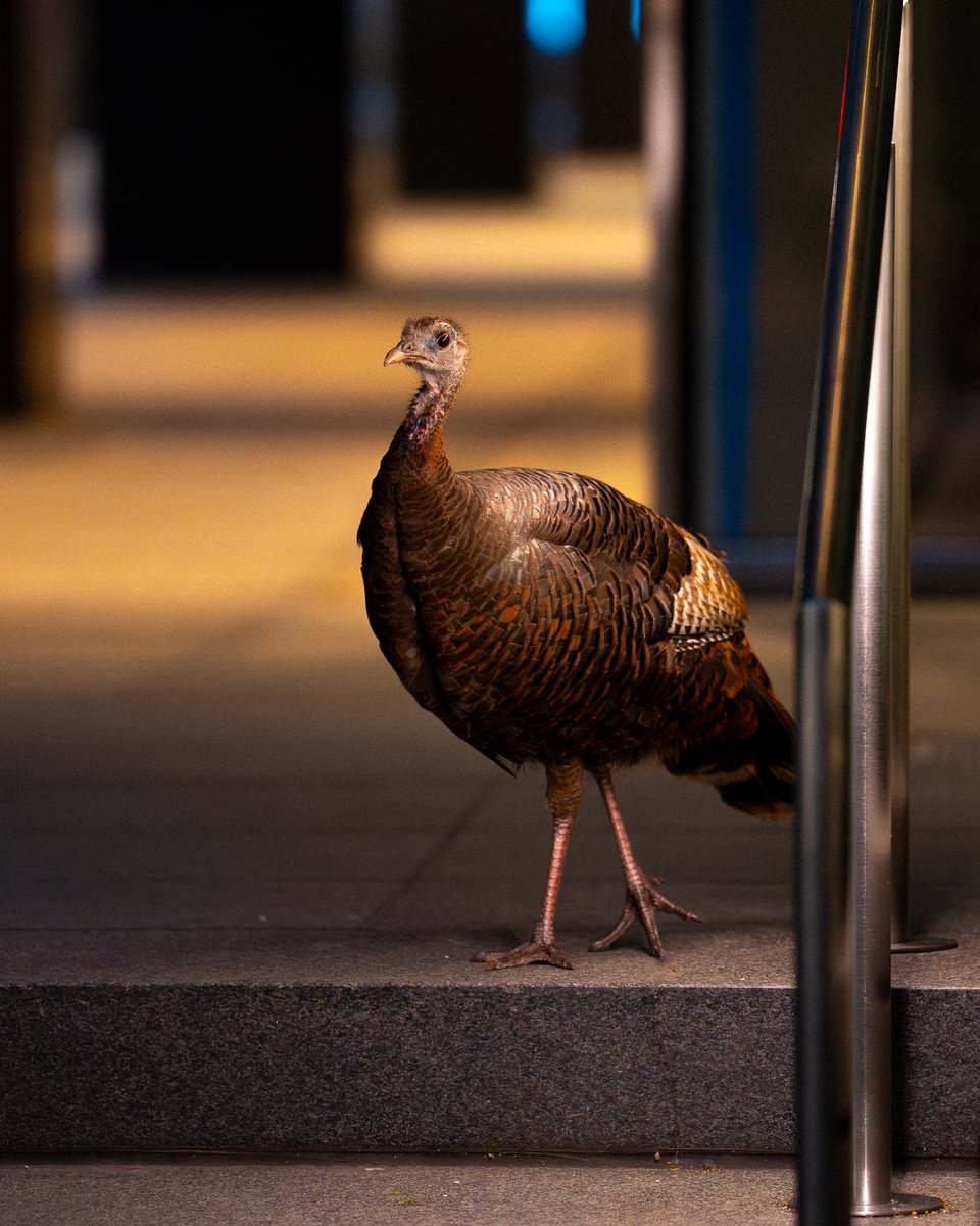 Yesterday, some sales associates at @saks came outside to look at Astoria the wild turkey. I asked one what he thought of her fashion. He said that Astoria’s style is exquisite and he expects her to be invited to the Met Gala next year.

#birds #birding #nature #wildlife #birdcpp