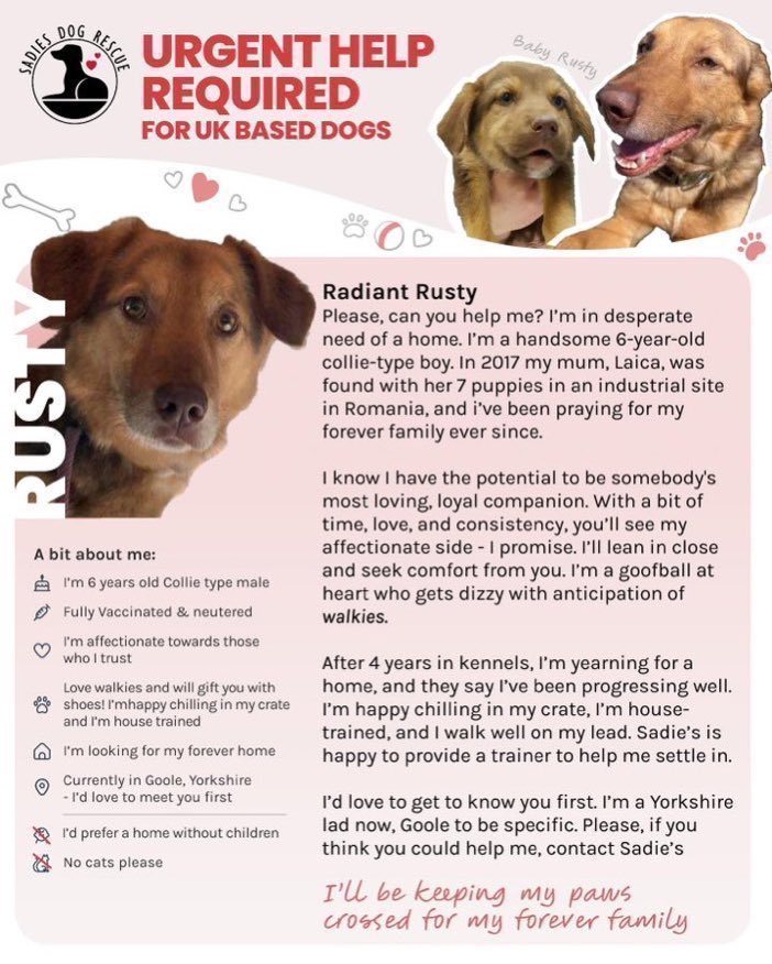 Adorable Rusty is still on the lookout for an adult only #Foster / Forever home as the only dog. He’s been waiting in kennels far too long & so deserves a home to call his own 🤞💕 Please contact @SadiesDogRescue for details. #dogs #forgottensoulshour #Goole #UK