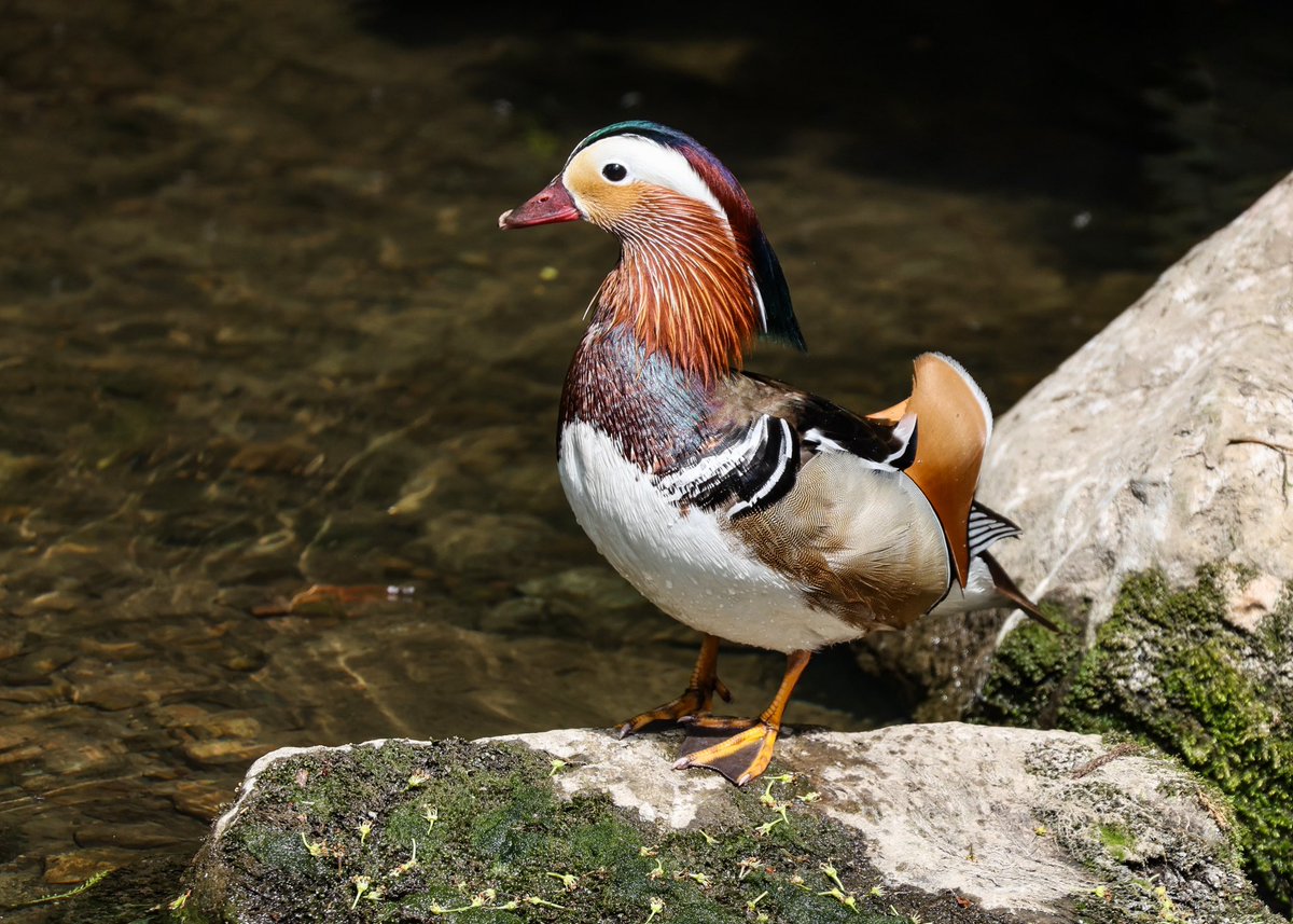 Striking a pose at the The National Botanic Gardens  today 
#botanicgardens #mandarinduck #lovedublin

@visitdublin @LovinDublin @Irishwildlife @ThePhotoHour @BirdWatchIE