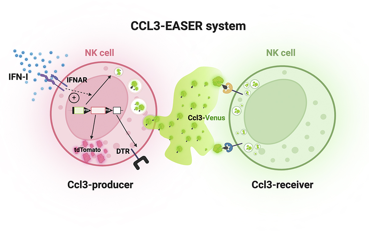 Using newly-developed CCL3-EASER reporter mice, Rodrigo, @chrkurts, @LabGarbi, @LemmermannLab et al. @UniklinikBonn find that the chemokine Ccl3 facilitates auto/paracrine NK cell crosstalk to amplify the response against cytomegalovirus infection. hubs.la/Q02v5khc0