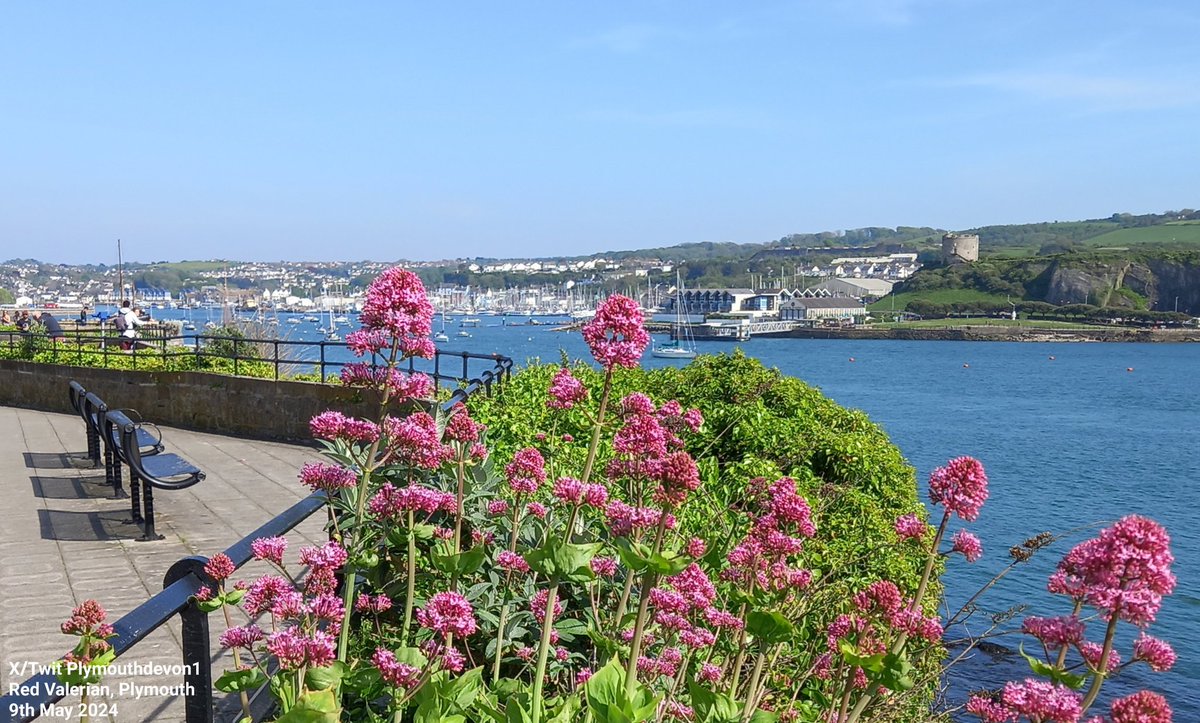 From this afternoon's walk along Madeira Road, Plymouth #Plymouth #RedValerian