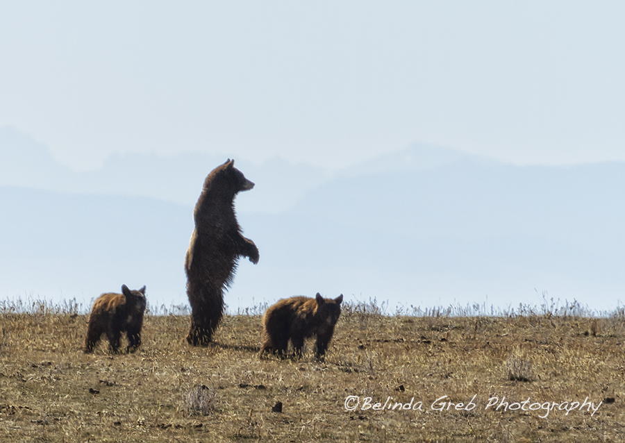 Unexpected excitement at Pryor Mountain - mother bear and her cubs belinda-greb.pixels.com/featured/stand… Wildlife photography #naturephotography
