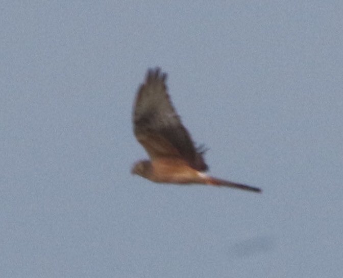 Leasowe Lighthouse…….waiting for an Osprey to appear, one had been reported heading north from BMW when this ringtail appeared out of the gloom. General consensus is Montagu’s. 💥 💥 #patchgold @PatchBirding