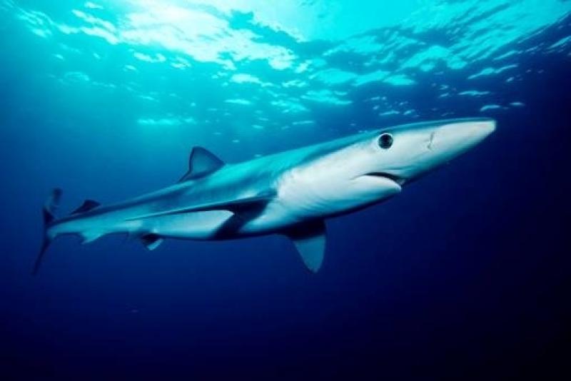 We’ve partnered with U.K. scientific & angling organizations to tag up to 2,000 mature blue sharks to better understand blue shark stocks & migration corridors in the Atlantic: bit.ly/4dr5zBH. Project support: @UniOfYork @thembauk @AnglingTrust @PatSmithCharity @YESIUoY