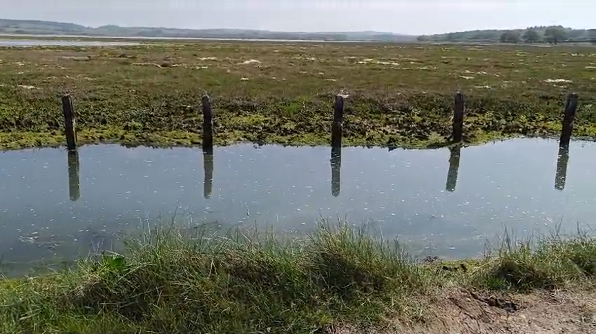 I'm furious. Sewage today in our beloved Newtown Creek, Isle of Wight. A National Nature Reserve! We have to get this government out. We have to get our country, and our countryside, back. #StopTheTories #StopTheRot #StopTheShit