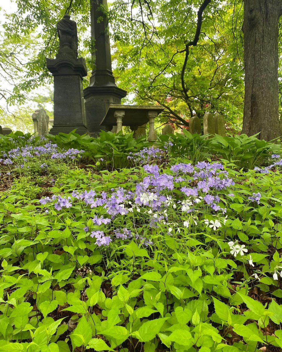 Around these parts, the Azaleas are stealing the show right now! But there are some other beautiful blooms you might not be as familiar with:⁠ ⁠ 📸 1️⃣ Blue-eyed grass, 2️⃣ Iris cristata; 3️⃣ & 4️⃣ Phlox stolonifera