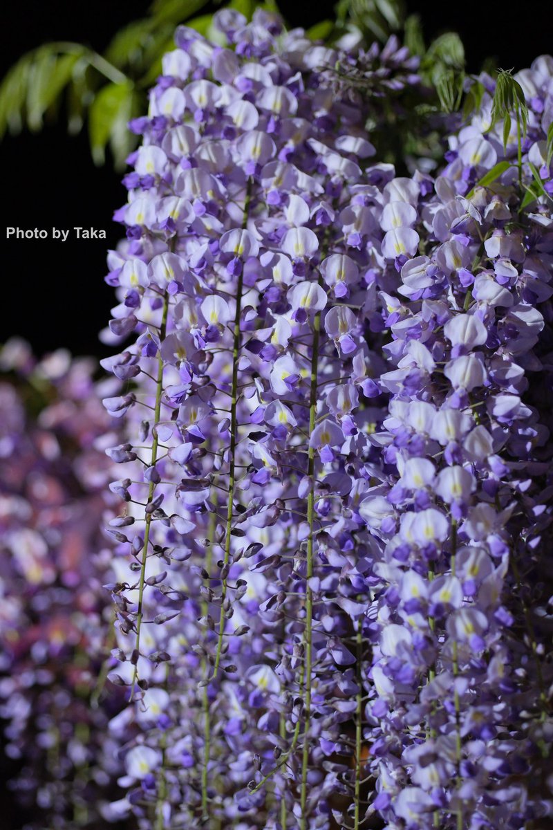 NIIGATA WISTERIA 2024
FUJIFILM X Mount

#niigata  #fujifilm_xseries #藤棚