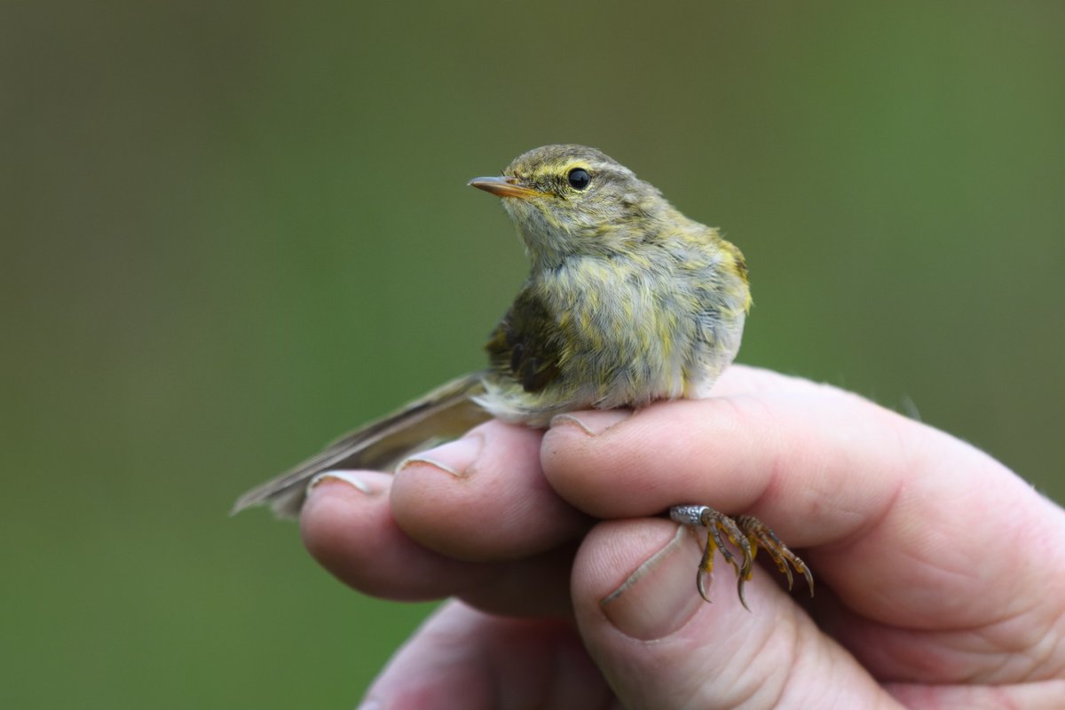 Todays highlight was our fourth ever Iberian Chiffchaff around Syke's Field early morning, before being relocated and later ringed in Church Field. Other goodies included a singing Wood Sandpiper, two Spoonbills south and a Ring Ouzel. Song recording: xeno-canto.org/901602