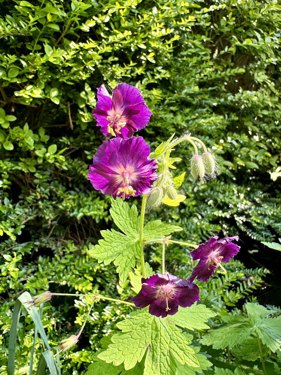 A Geranium phaeum seedling in the garden. I love how they pop up everywhere!