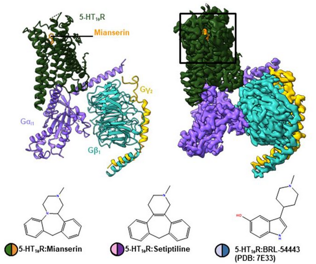 Structural Insights into the Unexpected Agonism of Tetracyclic Antidepressants at Serotonin Receptors 5-HT1eR/5-HT1FR. @bioRxiv. Check this #membrane #protein in the UniTmp database: pdbtm.unitmp.org/entry/8ugy

biorxiv.org/content/10.110…