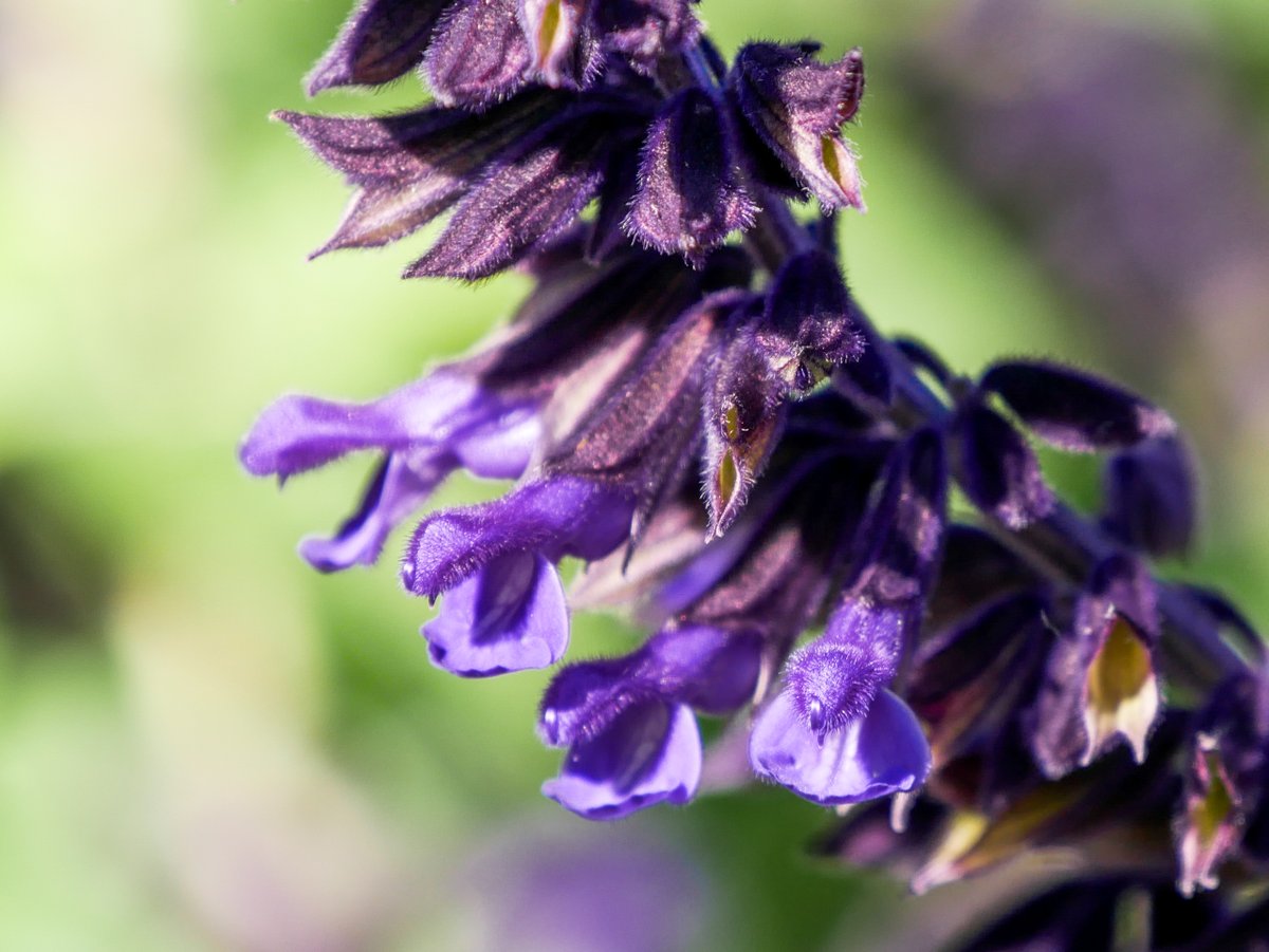 Blooming in regal purple colour, it’s only fitting that you’ll find 𝑆𝑎𝑙𝑣𝑖𝑎 ‘Anthony Parker’ at Royal Botanic Gardens Melbourne. 🪻 You can find this stunning plant between Long Island and Picnic Point at Melbourne Gardens.