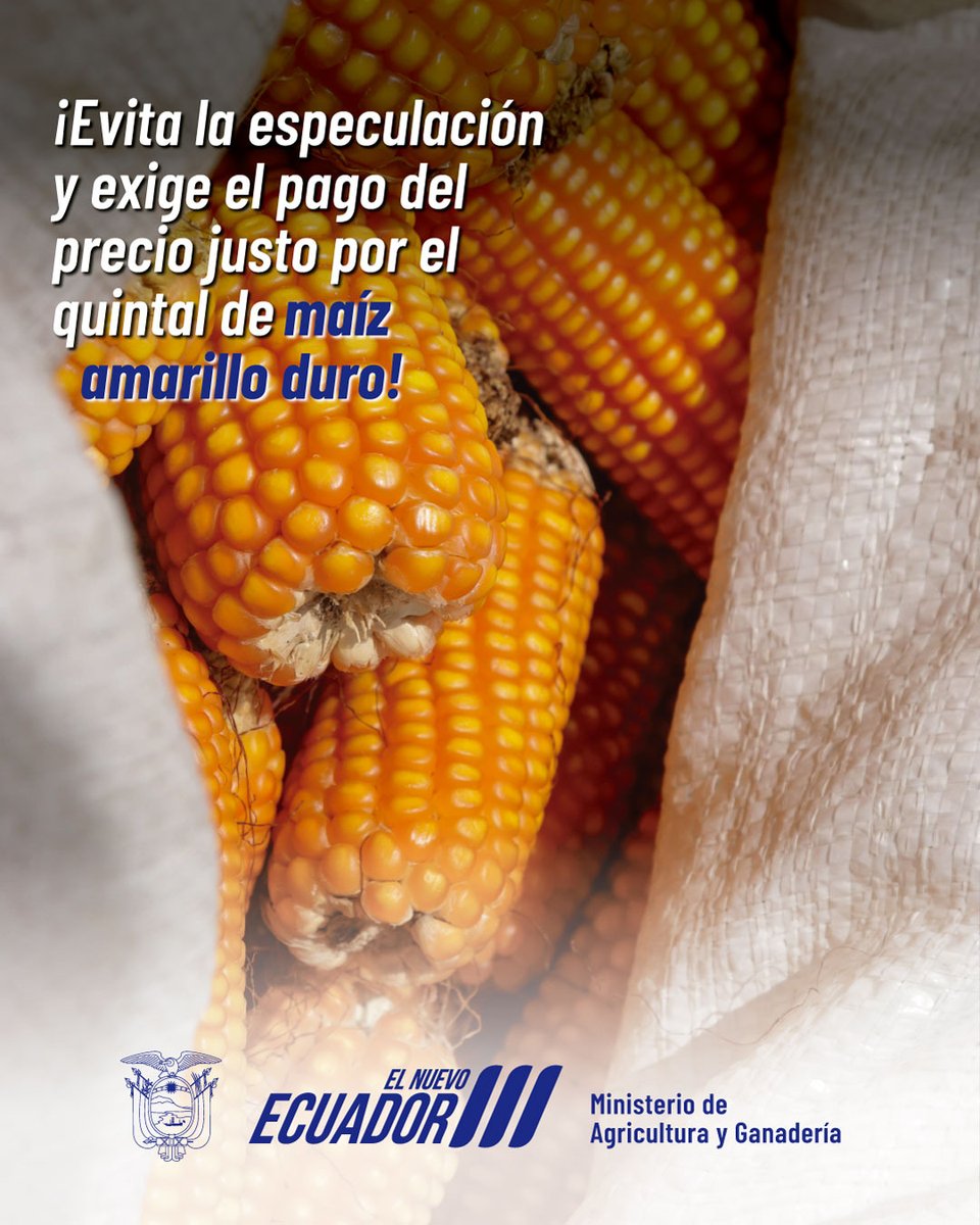 A través del Consejo Consultivo del Maíz Amarillo Duro 🌽, en el que participaron productores e industriales, se acordó establecer el precio mínimo de sustentación del quintal del grano en USD 16.50, siempre que cumplan con el 13% de humedad y 1% de impurezas. #ElNuevoEcuador 🇪🇨.