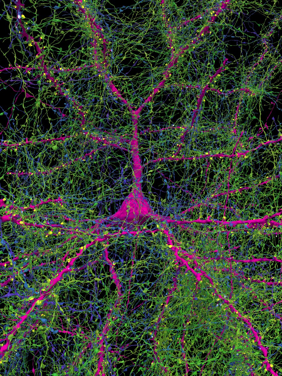 10 years of Connectomics at Google and a new human cortex publication in Science! It has been a huge honor to pursue brain mapping advances at Google Research with so many amazing colleagues and collaborators. 🙏 youtube.com/watch?v=VSG3_J…