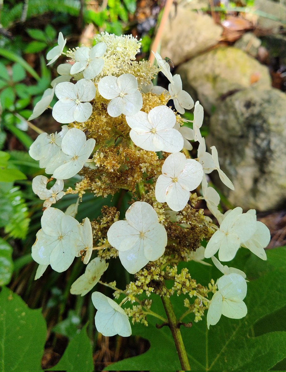 Native hydrangea blooming. #VanderWild