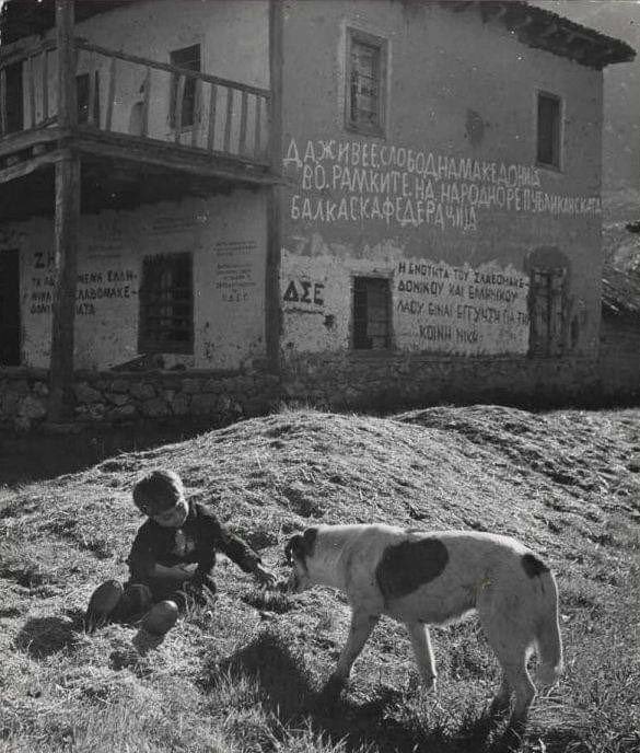 This has to be one of the most powerful pictures in Macedonian history. In the photo we see a boy with his dog, somewhere in Aegean Macedonia 🇲🇰, now part of Greece 🇬🇷 & the graffiti on the house in the background read: ⬇️