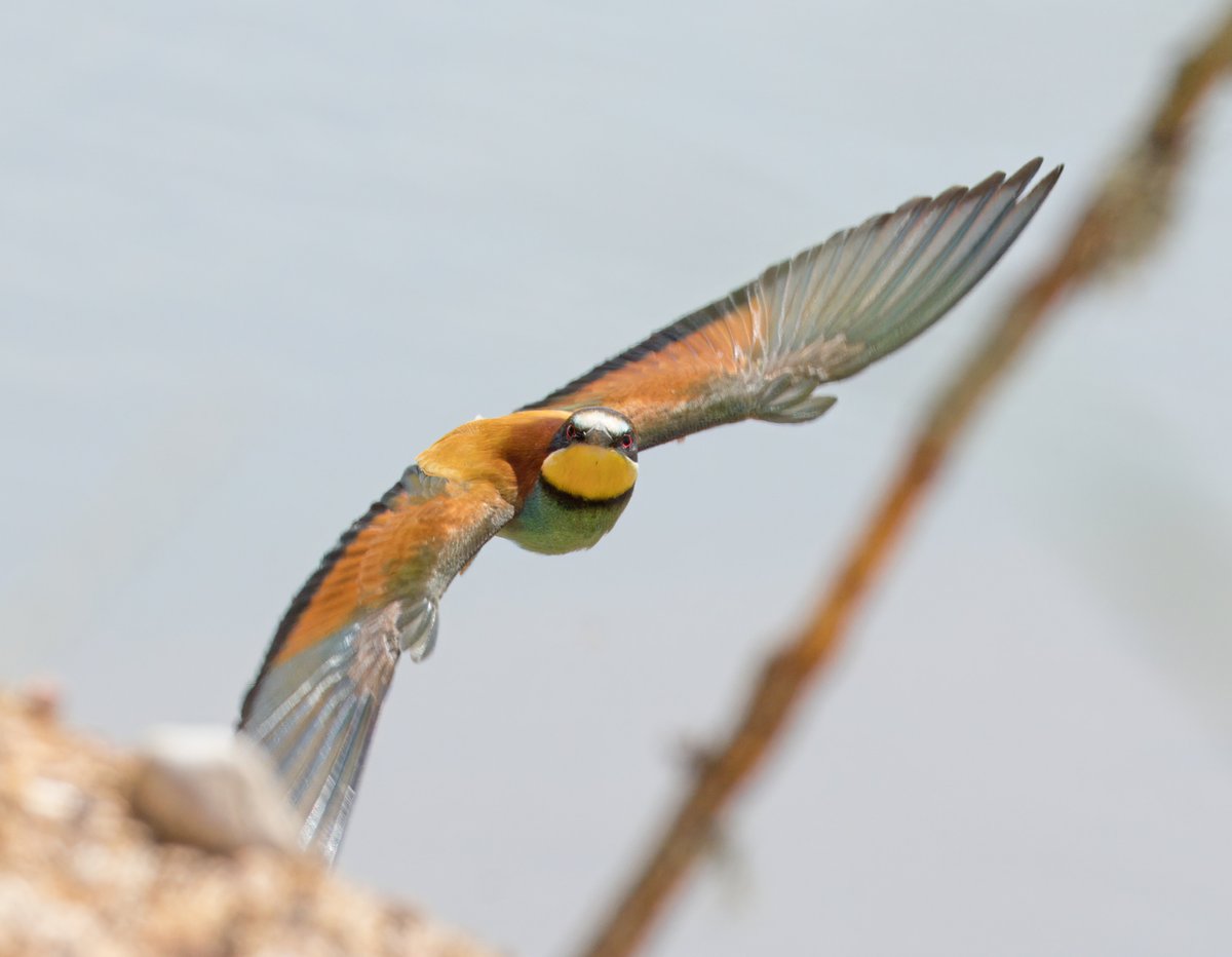 Bee Eater. Faro Portugal