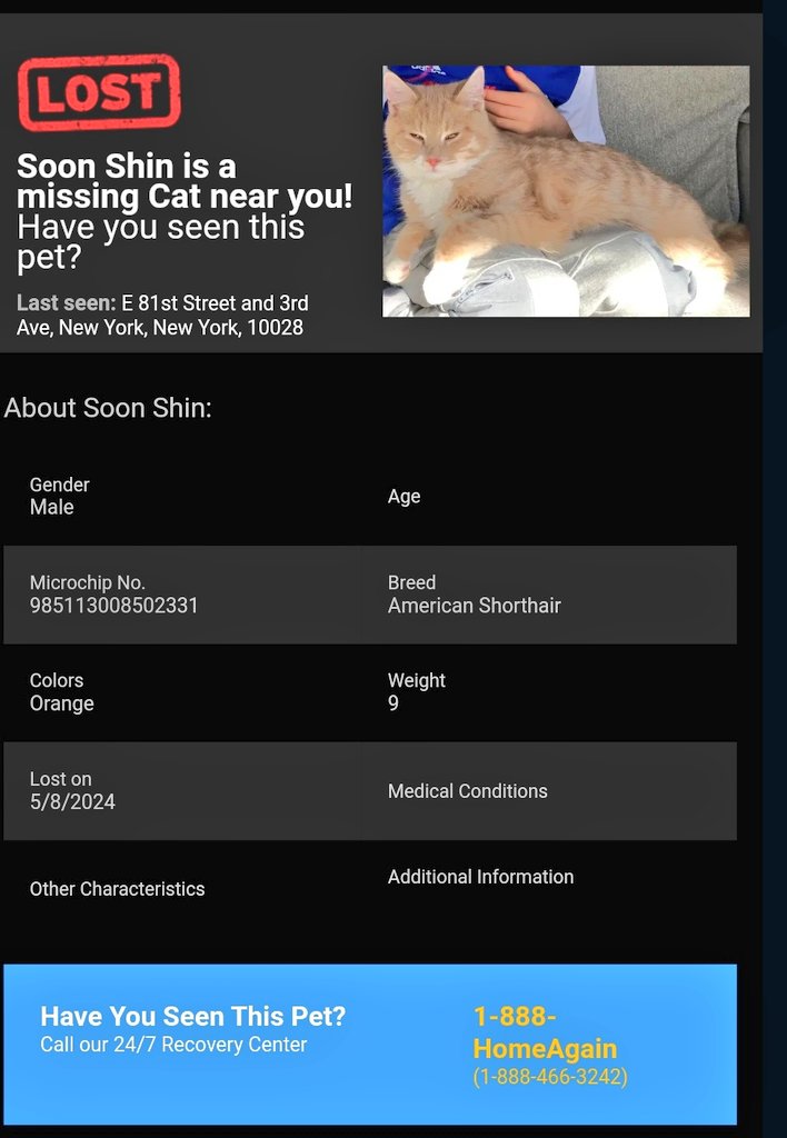 📢🇺🇸🆘️⏳😿Please RT to find Soon Shin #NYC #missingcat #lostcat #Manhattan #uppereastside #UES #CatsOfTwitter #CatsOfX @HAPetRescuer