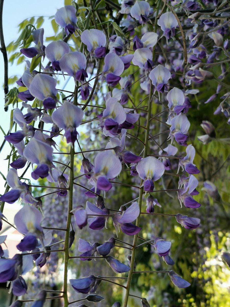 #wisteria