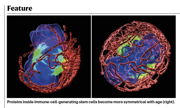 Amazing that our work is featured in <a href="/Nature/">nature</a> 🤩🤩🤩
nature.com/articles/d4158…
<a href="/idibell_cat/">IDIBELL</a>  #agingresearch #stemcellaging