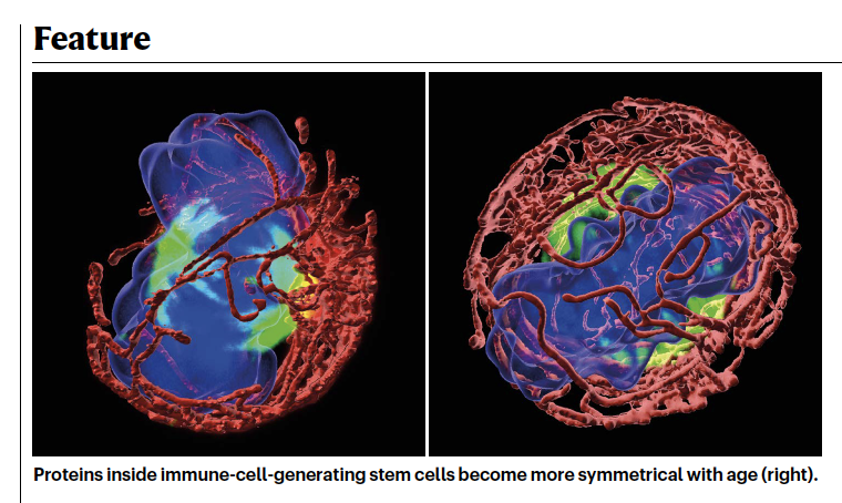 Amazing that our work is featured in @Nature 🤩🤩🤩
nature.com/articles/d4158…
@idibell_cat  #agingresearch #stemcellaging