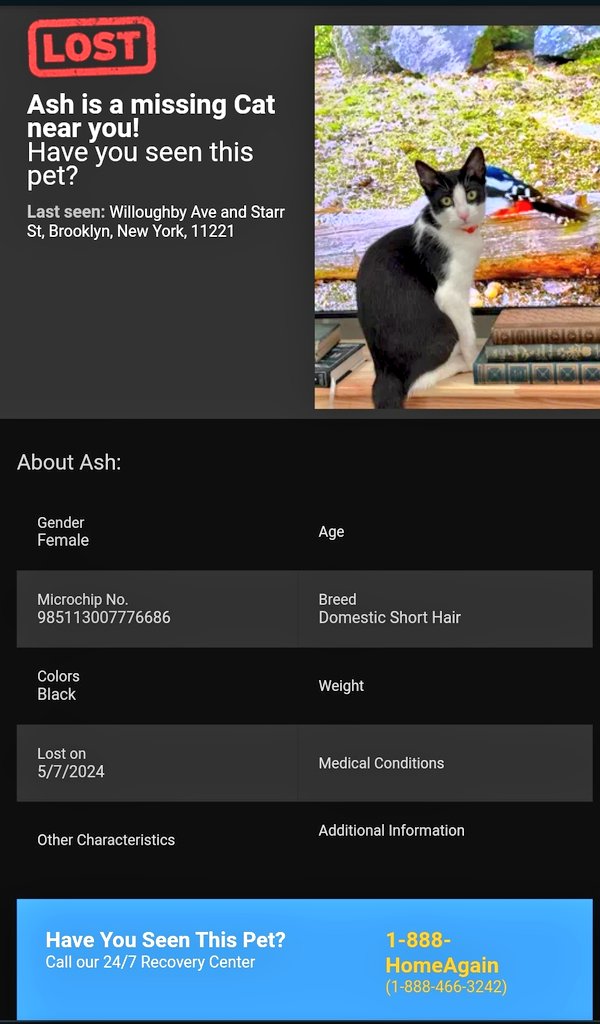 📢🇺🇸🆘️⏳😿Please RT to find Ash #NYC #missingcat #lostcat #Brooklyn #CatsOfTwitter #CatsOfX @HAPetRescuer