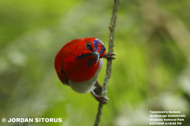 animaritos's tweet photo. Suimanga de Temminck /Aethopyga temminckii/
Habita en bosques húmedos tropicales y subtropicales de las montañas y colinas en las islas de Sumatra y Borneo y en la península malaya, hasta los 1800 msnm.
🟢LC
#animarito47 #ave #paseriforme #suimanga #vertebrado https://t.co/ZoERd0dBfG