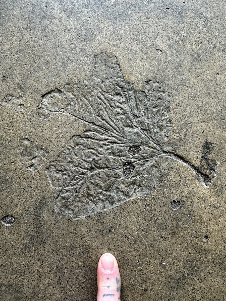 Impression of a wee sycamore leaf in concrete