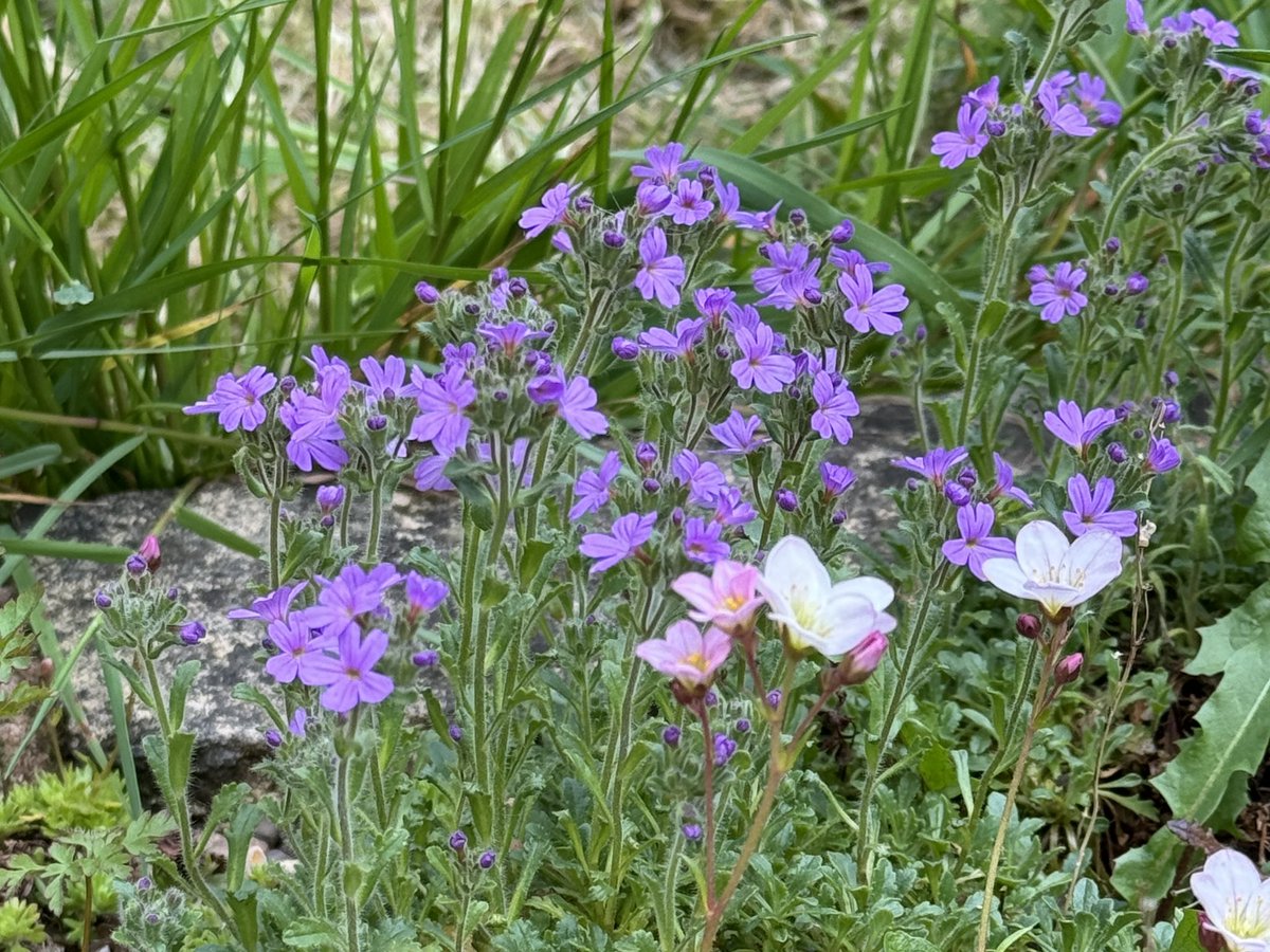 Fairy foxglove, Erinus alpinus, and Saxifraga ‘Apple Blossom’.