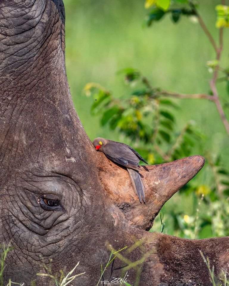 A ed-billed oxpecker, resting on the horn of this rhino