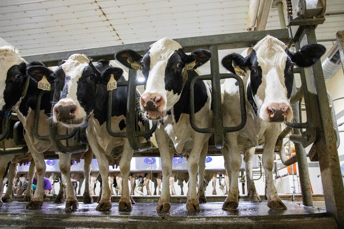 The Stateline Dairy and Ag Outlook Seminar, 'Understanding a Changing Industry,' will be held on Thursday, June 27. This seminar is sponsored by ISU Extension and Outreach, University of Minnesota Extension and University of Wisconsin Extension. extension.iastate.edu/news/stateline…