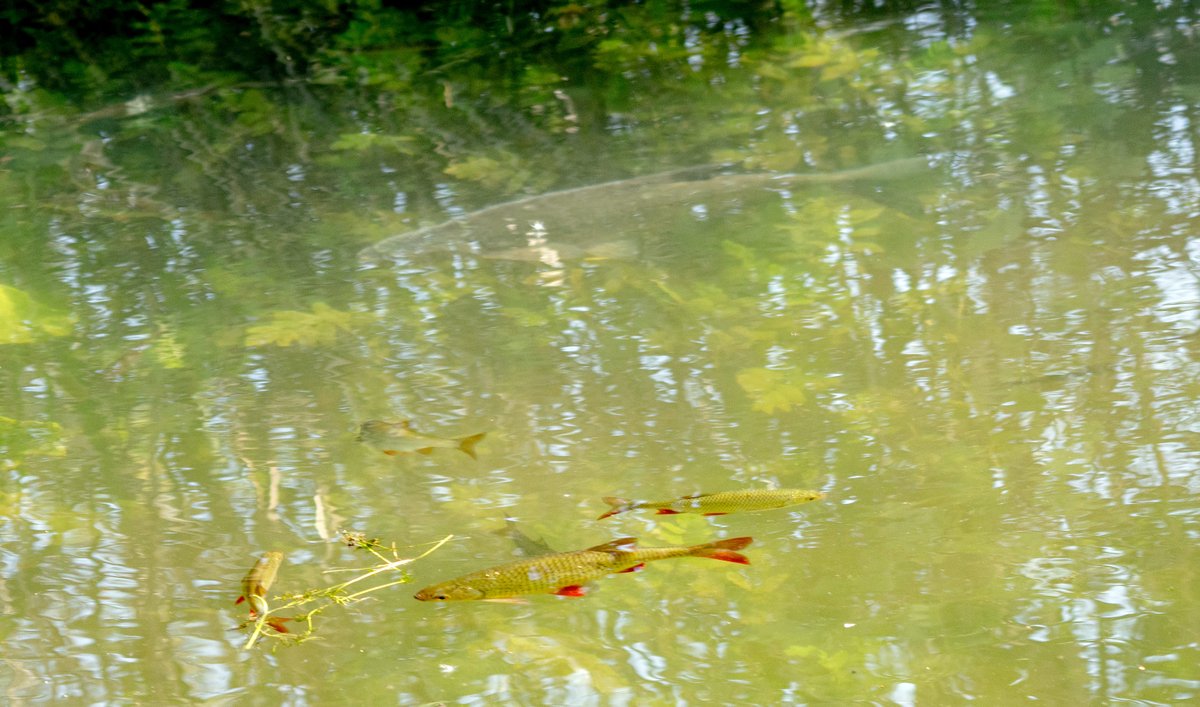 Numerous large Bream, spawning in the clear, sunny waters of Monk's Lode @WickenFenNT. 
A first for me and I certainly won't forget it! (And presumably the smaller Rudd were hanging around to take advantage of the free meal.) #UKfish