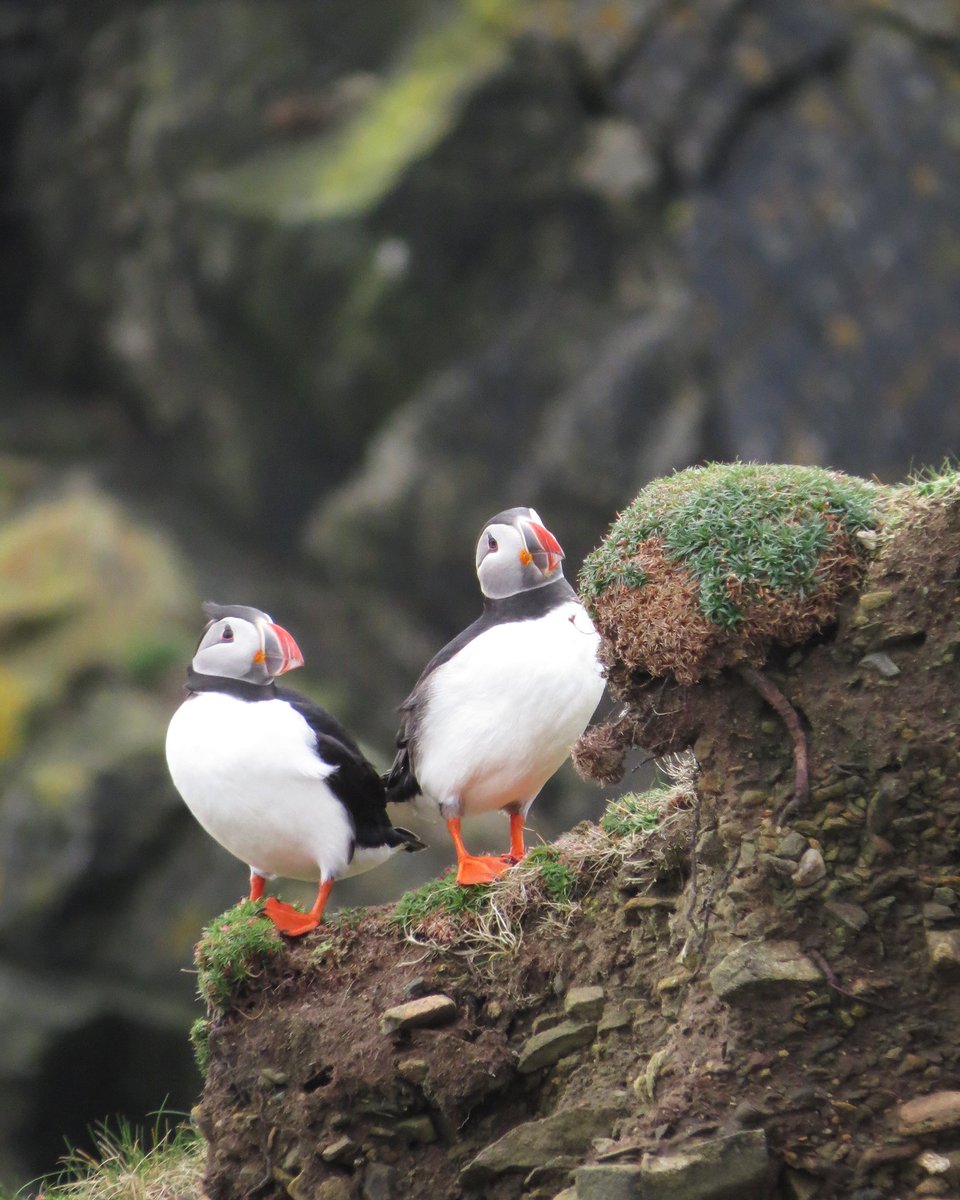 Watching Puffins and all the seabirds at Sumburgh Head is such a joyful experience. We love the 🧡-shaped composition of this pair of Tammie Norries.