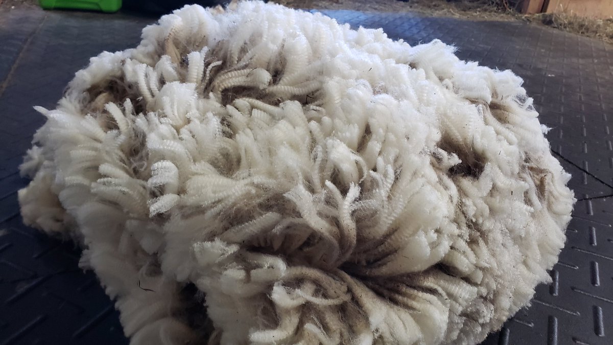 FetaSheep's #fleece. One of my best fleeces, which regularly elicits squeals of delight and oohs and aahs out of hand spinners and weavers alike. #wool #sheep #GulfCoast #HeritageBreed #HeritageWool