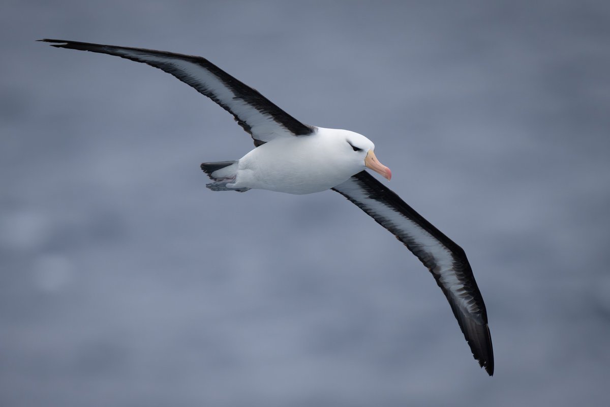 A new paper investigating biomarkers for negative impacts of chemicals on bird health has just been published. Most procellariform seabirds are long-lived and travel far, thus making them good sentinels for global #OneHealth issues e.g. marine pollution. authors.elsevier.com/c/1j3AN,asi9tAk