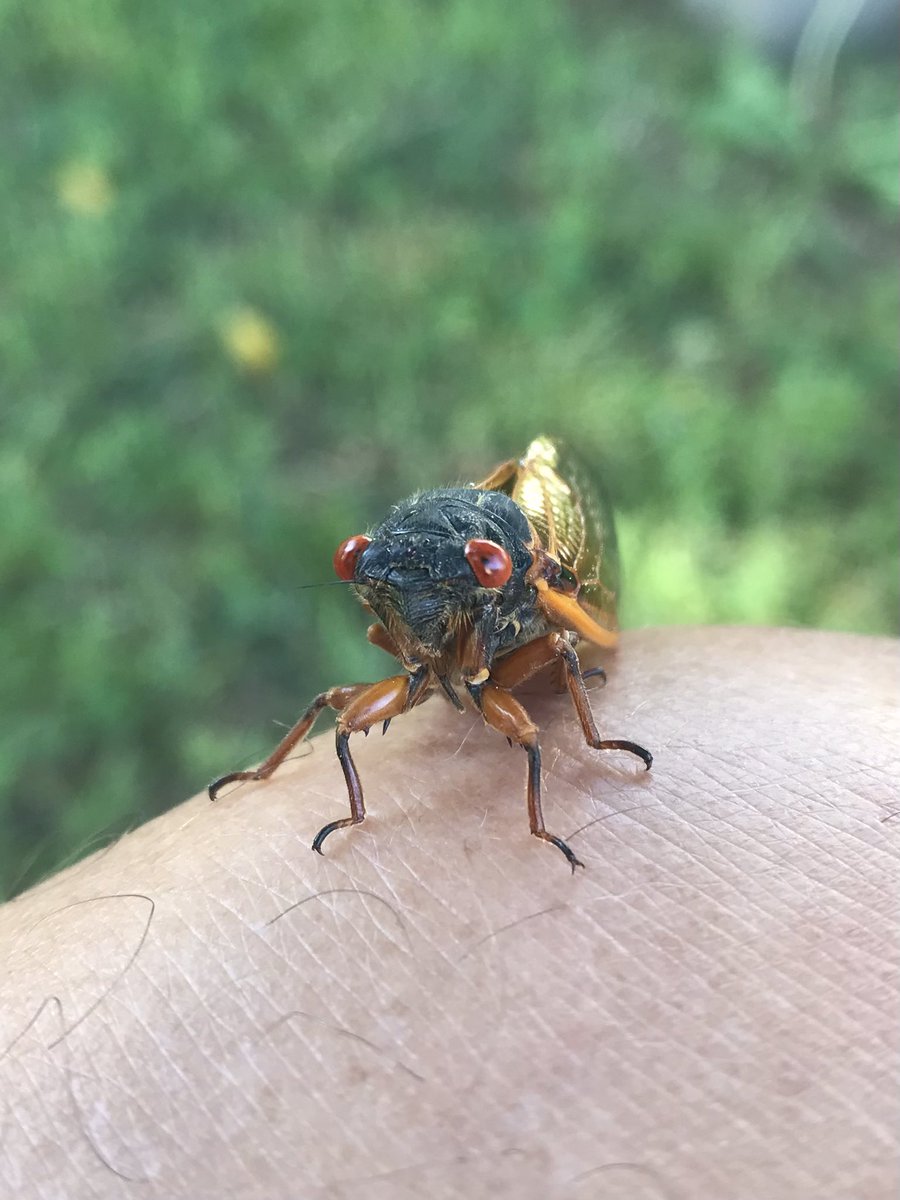 If you feel your skin crawlin' it probably is! #southernlife #cicadas