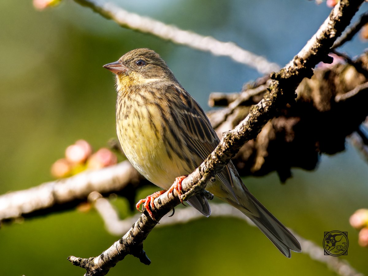 鳥好きさん、おはようございます☀️

4月ごろに撮ったアオジ🐤

ちょくちょく見かけてたんだけど、ファインダー覗いた瞬間いなくなったりしてなかなか撮れなかった子🤣

いい感じの場所に来てくれたから、いい感じに撮れて満足🥰

OM-1 + M.ZUIKO DIGITAL ED 300mm F4.0 IS PRO + MC-14
#アオジ #野鳥